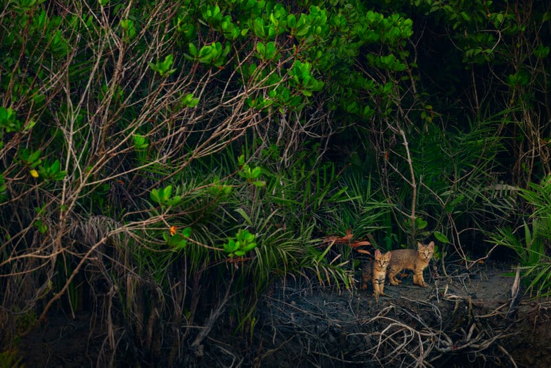 Two wild cats stand alert at the edge of a lush, dense forest, surrounded by green foliage, roots, and branches.