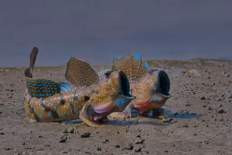 Two mudskipper fish with spotted fins and open mouths rest on wet sand near the water’s edge, displaying bright blue spots and raised dorsal fins.