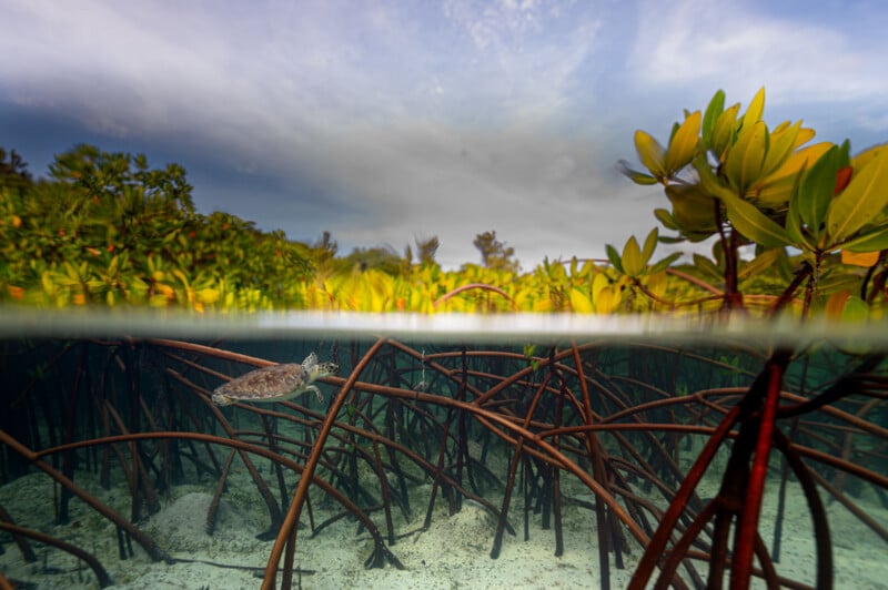 A sea turtle swims among mangrove roots underwater, with green leaves and a cloudy sky above the surface.