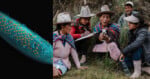 On the left, a close-up of a blue plant surface with yellow dots. On the right, five people in hats and traditional attire examine something outdoors, with one woman holding a small device.
