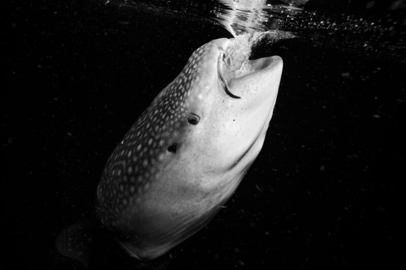 A whale shark swims upward with its mouth open, capturing bubbles in dark water. The image is in black and white, highlighting the shark's spotted pattern and large size.