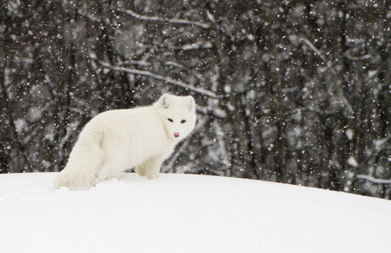 An arctic fox with thick white fur stands on snow as snowflakes fall, with leafless trees blurred in the background.