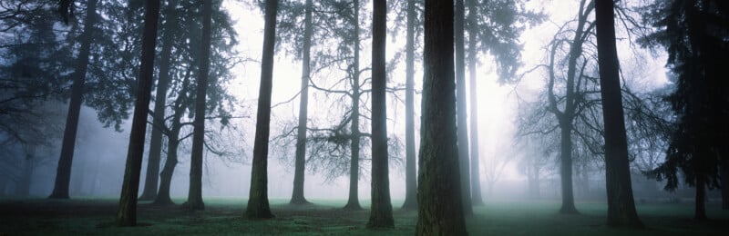 Tall, dark tree trunks stand in a misty, fog-filled park with a grassy ground.