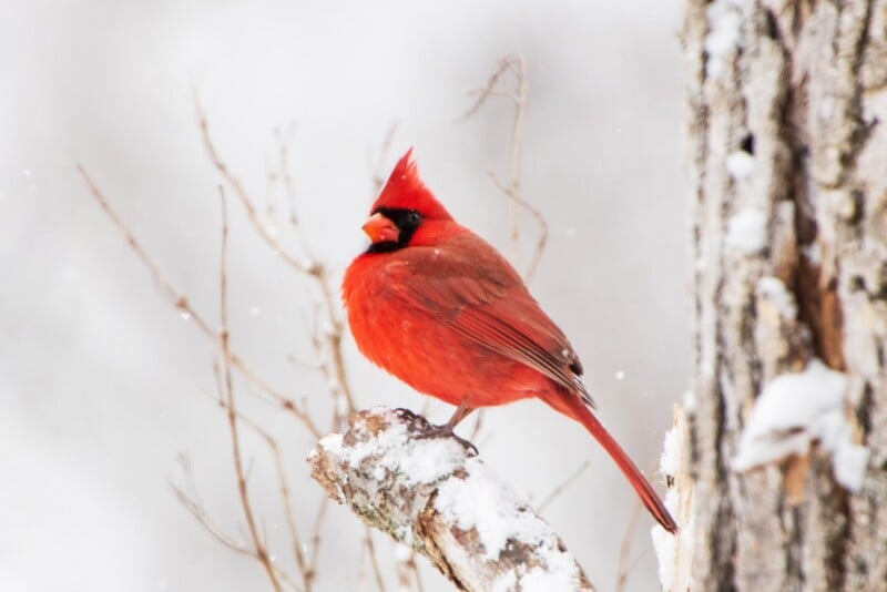 A bright red cardinal perches on a snow-covered branch beside a tree trunk, with a soft, blurred winter background.