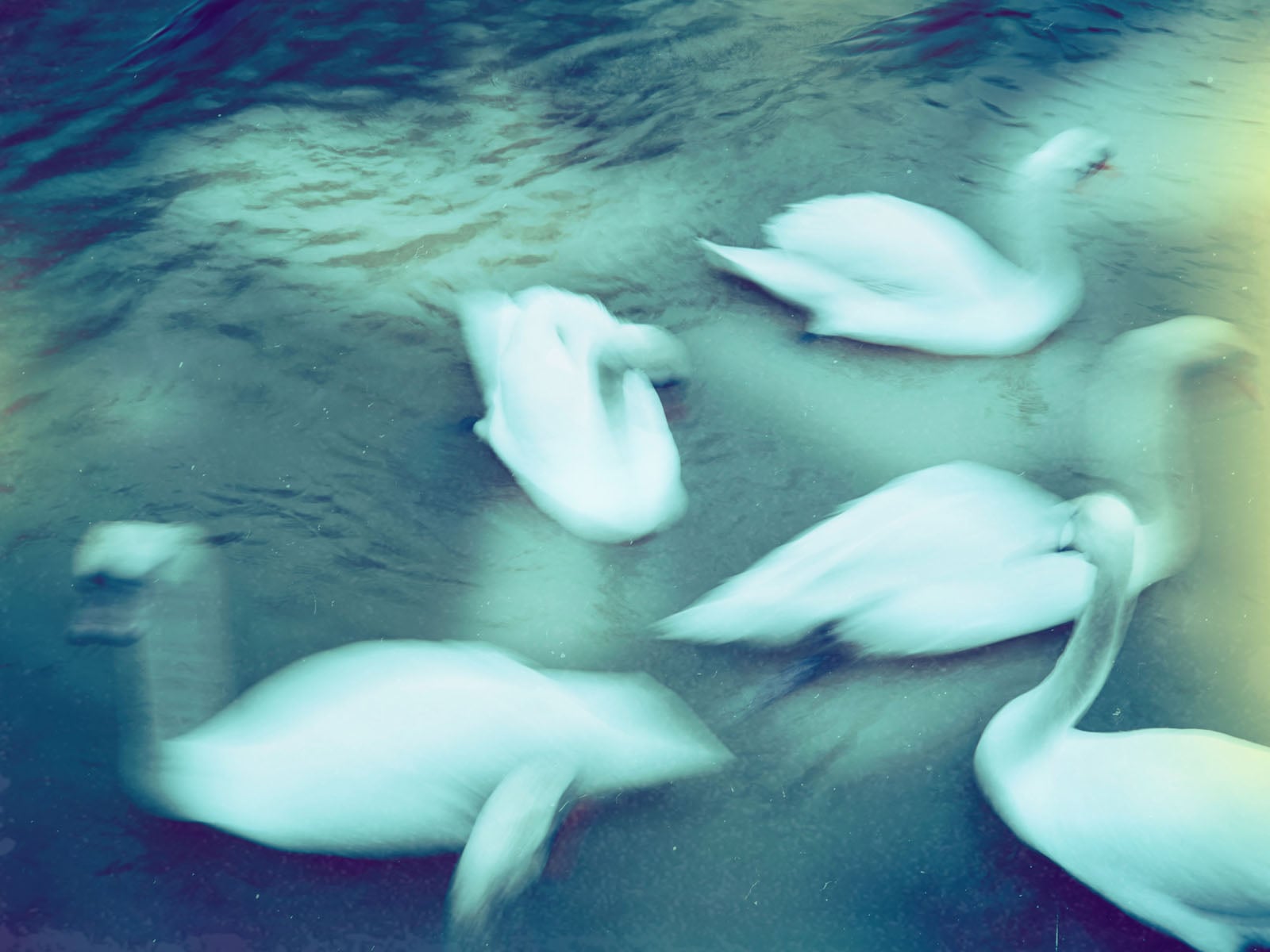 Six swans with blurred outlines swim together on water, creating an ethereal, dreamlike effect. Light reflections and soft hues of blue and yellow add to the tranquil, artistic atmosphere of the image.