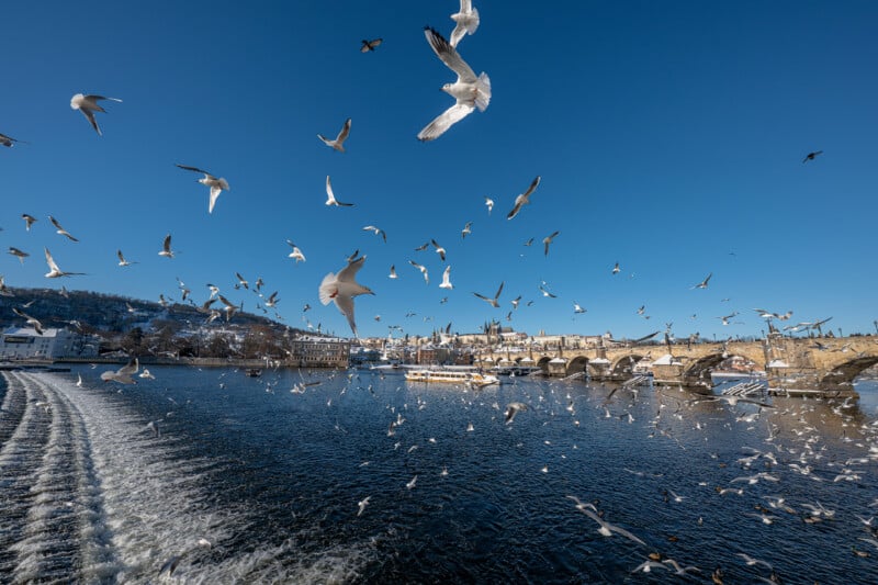 A flock of seagulls flies over a wide river with boats, rippling water, and an old stone bridge in the background under a clear blue sky.