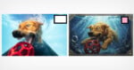 Two images side by side show a dog underwater chasing a red ball, with one image realistic and the other stylized. Color squares (black/white, pink) appear in the top right corners of each image.