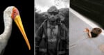 A white bird with a long yellow beak, a dirty miner in work gear, and a hand reaching out of a manhole on a city street.