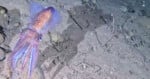 A purple and pink squid swims near the ocean floor, casting a large shadow on the sandy, rocky bottom.