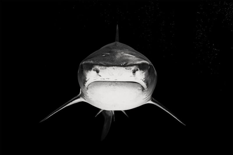 A black and white photo shows a shark swimming directly toward the camera, its mouth closed and fins extended against a dark background with some bubbles visible.