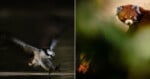 A blurred bird with outstretched wings swoops over water on the left; on the right, a red panda peers through green foliage.