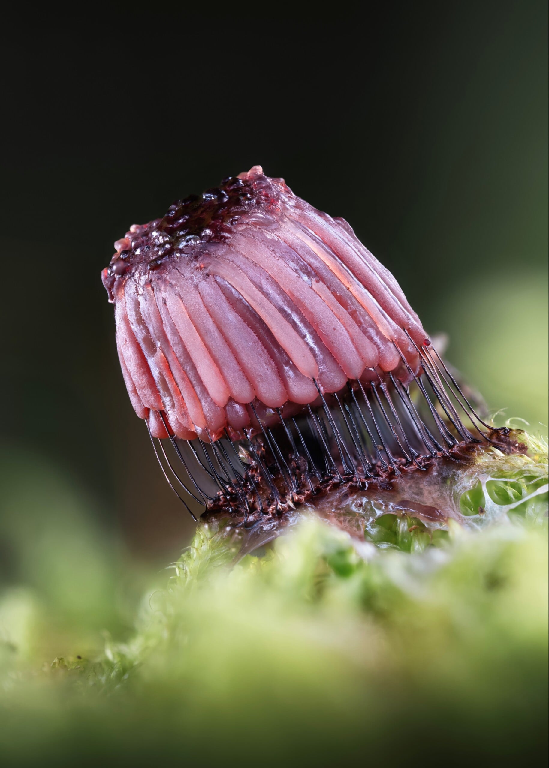 A macro shot of a small, purple, ribbed fungal structure suspended by thin, dark filaments above a patch of green moss.