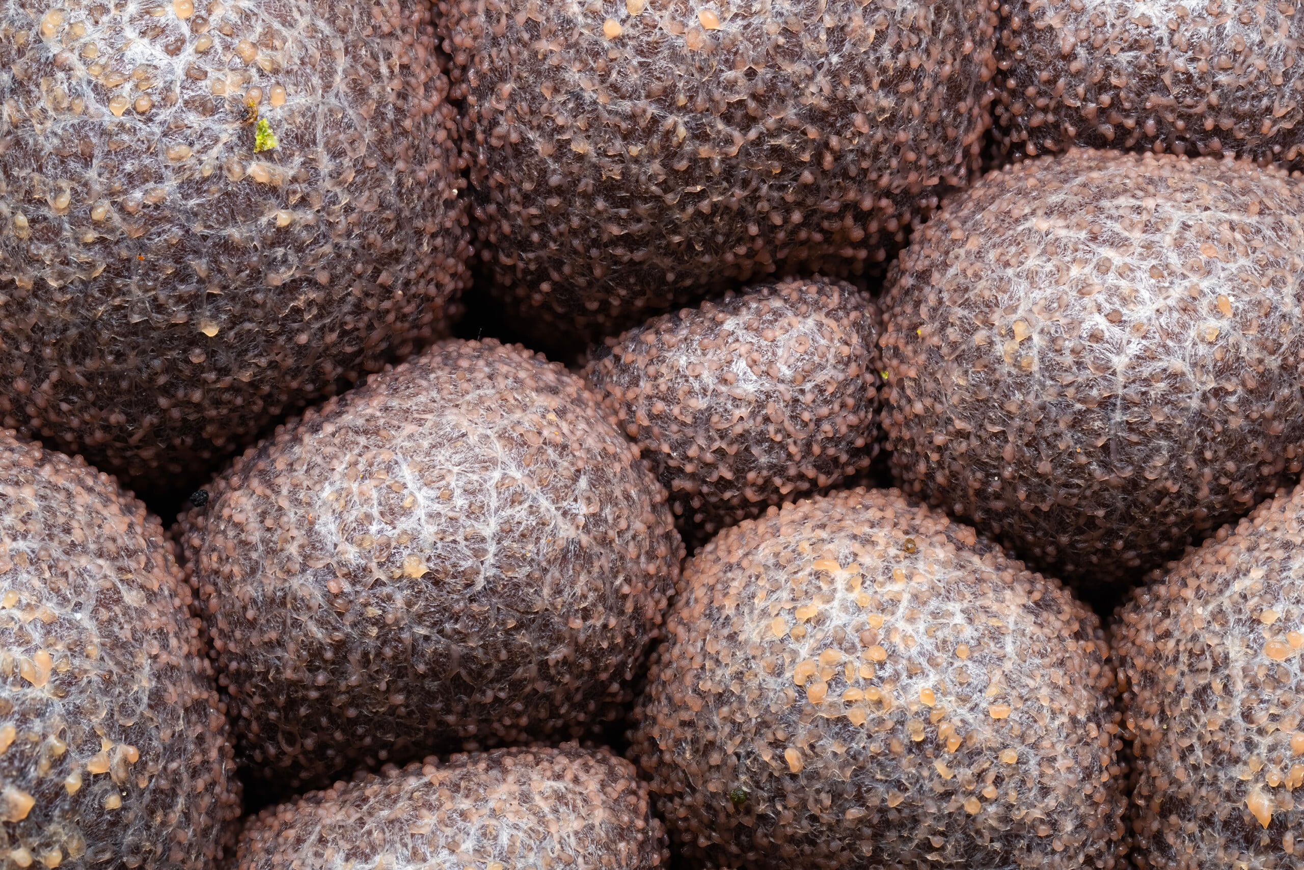 A close-up view of a cluster of round, dark, textured fungal fruiting bodies covered in a fine, web-like mycelium.