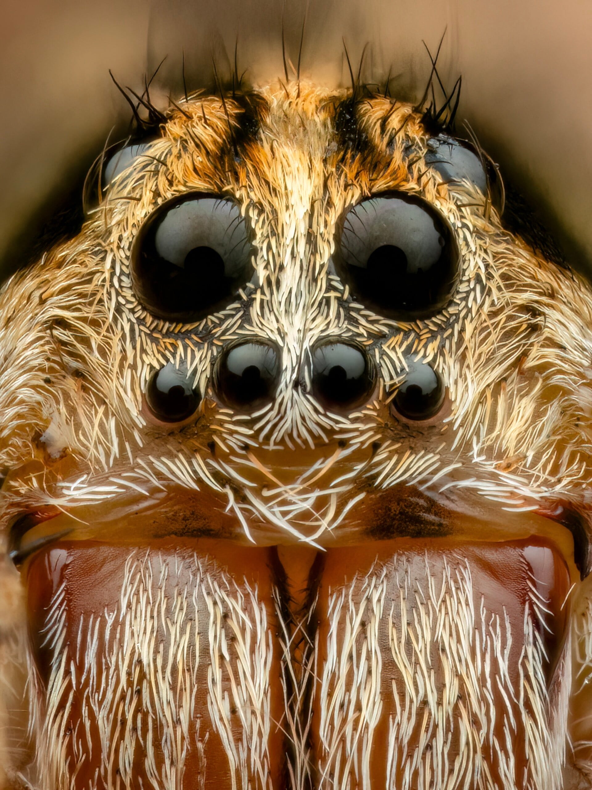 A macro close-up of a wolf spider's face, showing its eight dark, reflective eyes and hairy, textured exoskeleton.
