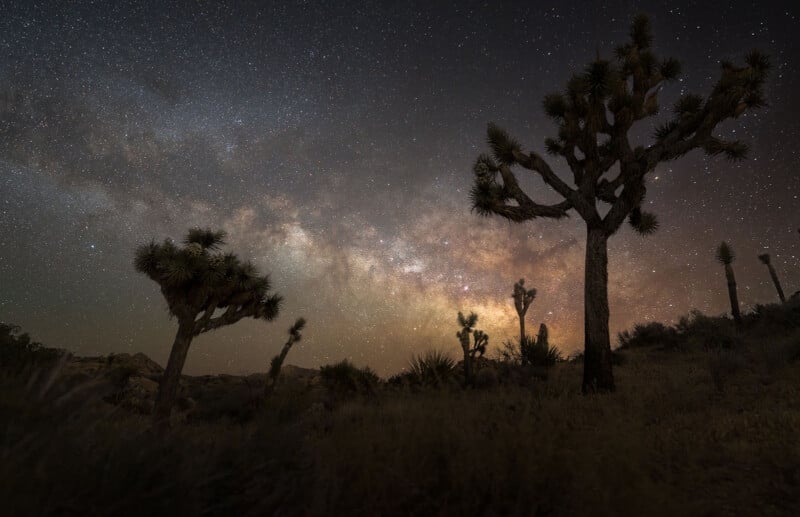 Silhouetted Joshua trees stand under a star-filled night sky, with the bright band of the Milky Way visible in the background. Desert plants and rugged terrain are faintly illuminated in the foreground.