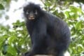 A black monkey with a tufted head and light-colored lips sits on a branch, surrounded by green foliage.