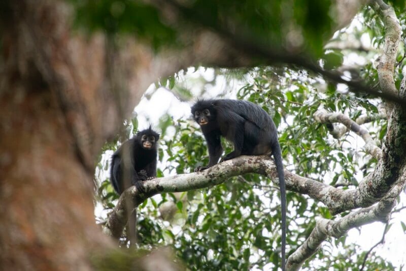 Two black monkeys with long tails sit on a tree branch surrounded by green leaves, looking toward the camera. The scene is set high in the forest canopy with sunlight filtering through the foliage.