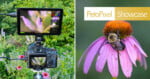 A camera setup captures a close-up of a bee on a pink flower. Next to it, the edited photo of the bee on the flower appears with 