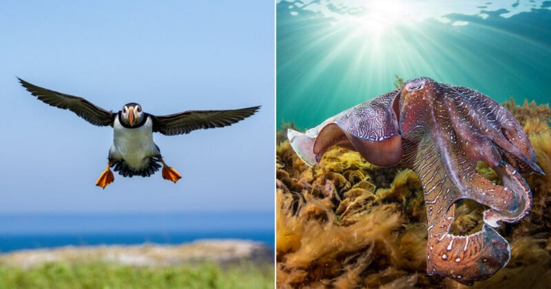 Split image: Left side shows a puffin in flight with wings outstretched over blurred grass and sea. Right side shows a cuttlefish swimming above seaweed, sunlight filtering through water above.