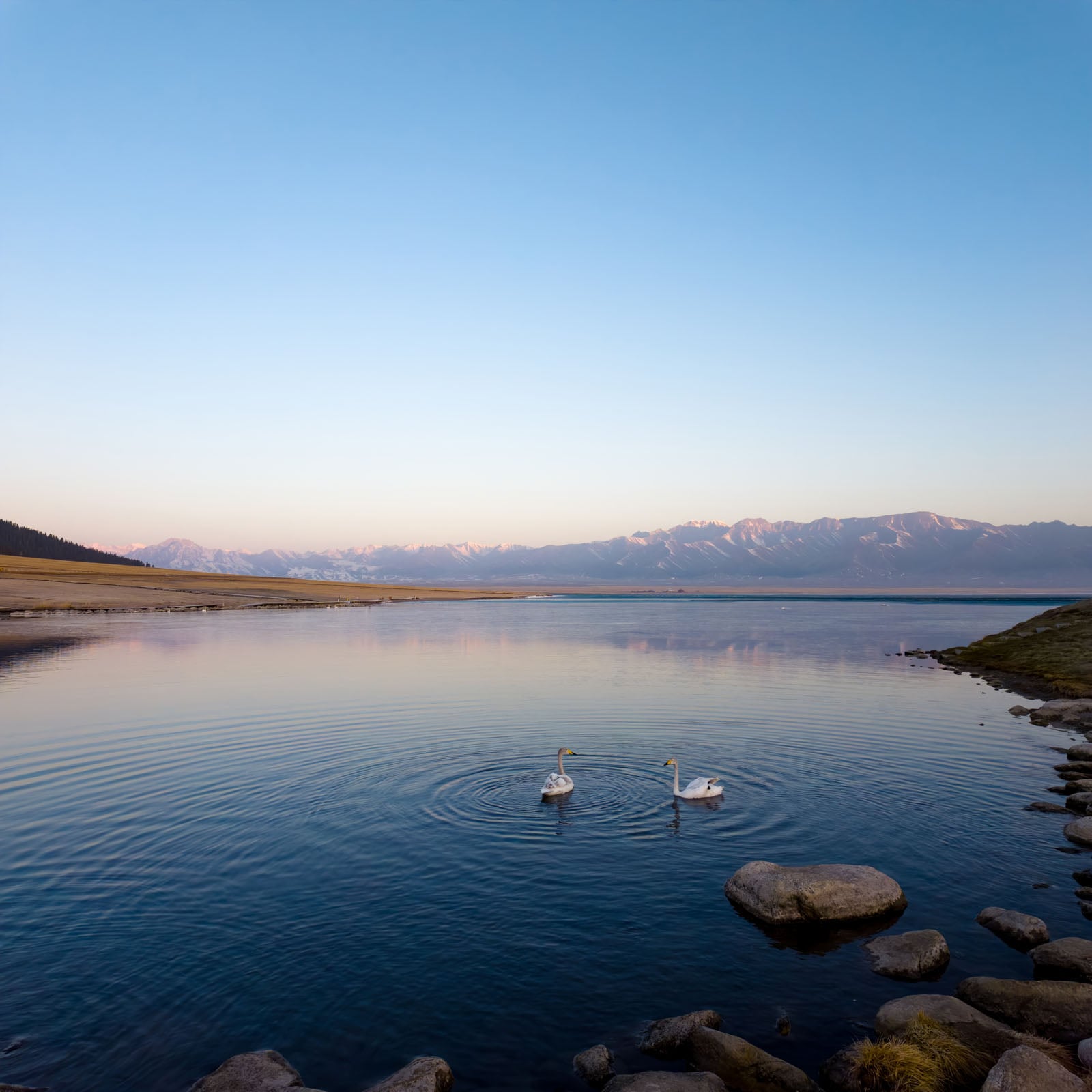 Two swans swim in a calm lake with mountain peaks in the background under a clear sky.