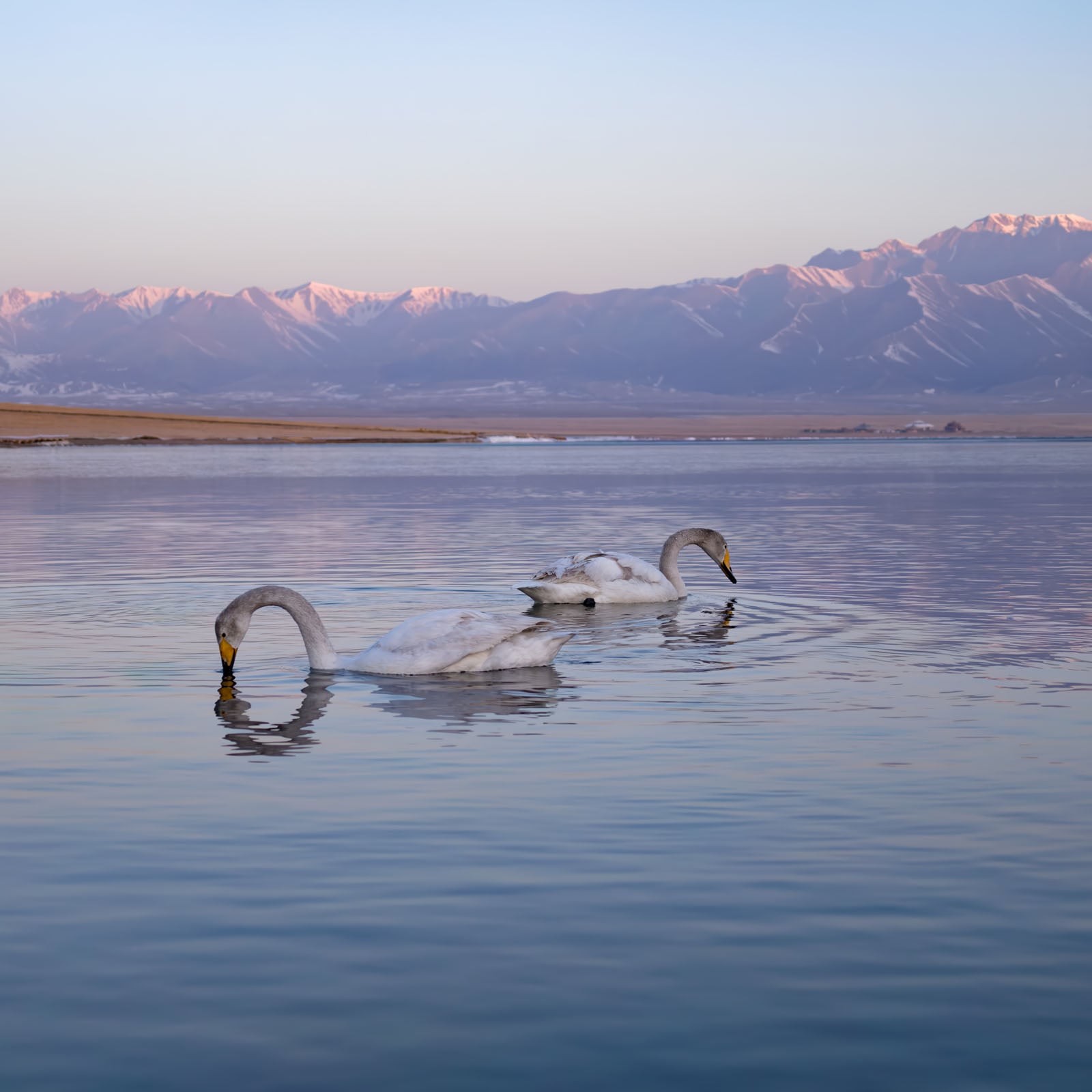 Two swans swim on a calm lake with snow-capped mountains in the background under a soft, pale sky.