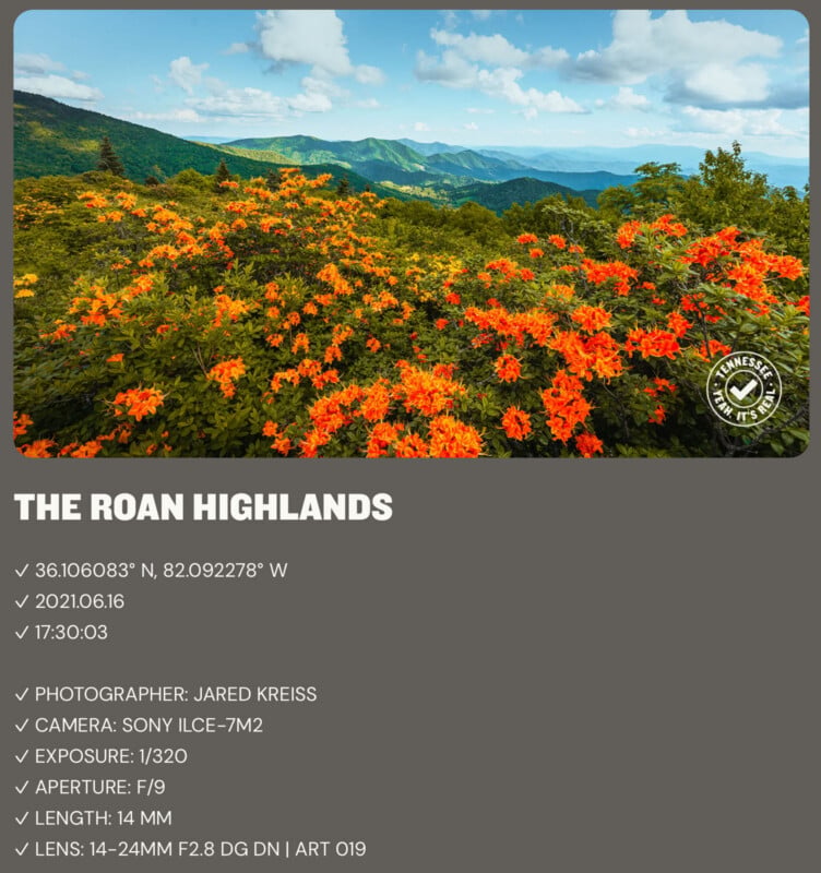 A vibrant field of orange wildflowers blooms in the foreground, with rolling green mountains and a blue sky with scattered clouds in the background.