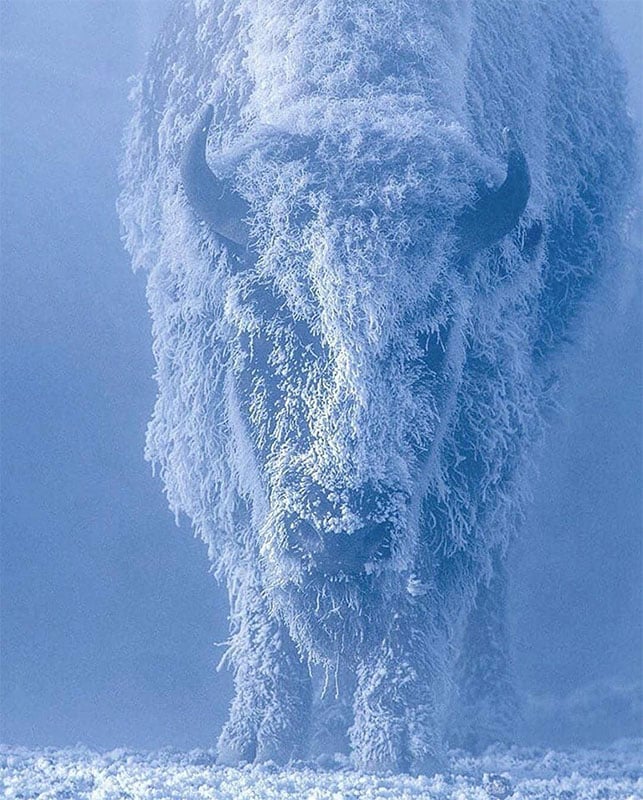 A bison stands facing forward, completely covered in frost and snow, with its horns and shaggy fur visible. The icy environment gives the image a blue, wintry tone.