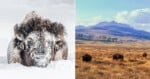 Left: A bison covered in snow lies in a snowy field. Right: Several bison graze in a grassy plain with mountains and blue sky in the background.