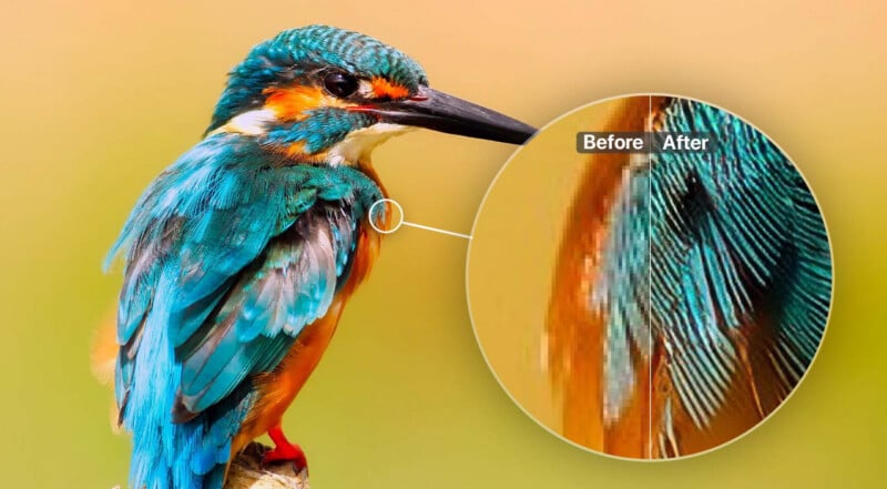 A close-up of a colorful kingfisher bird with a zoomed-in circle showing feather details, labeled "Before" and "After" to highlight changes in sharpness or clarity.