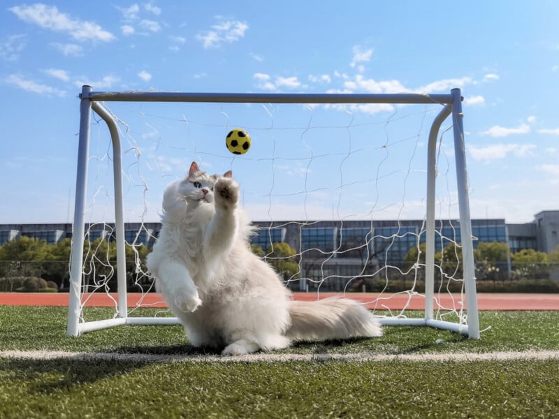 A fluffy white cat sits in front of a mini soccer goal, reaching up with its paw toward a small yellow soccer ball in mid-air, on a sunny day with blue sky and clouds.
