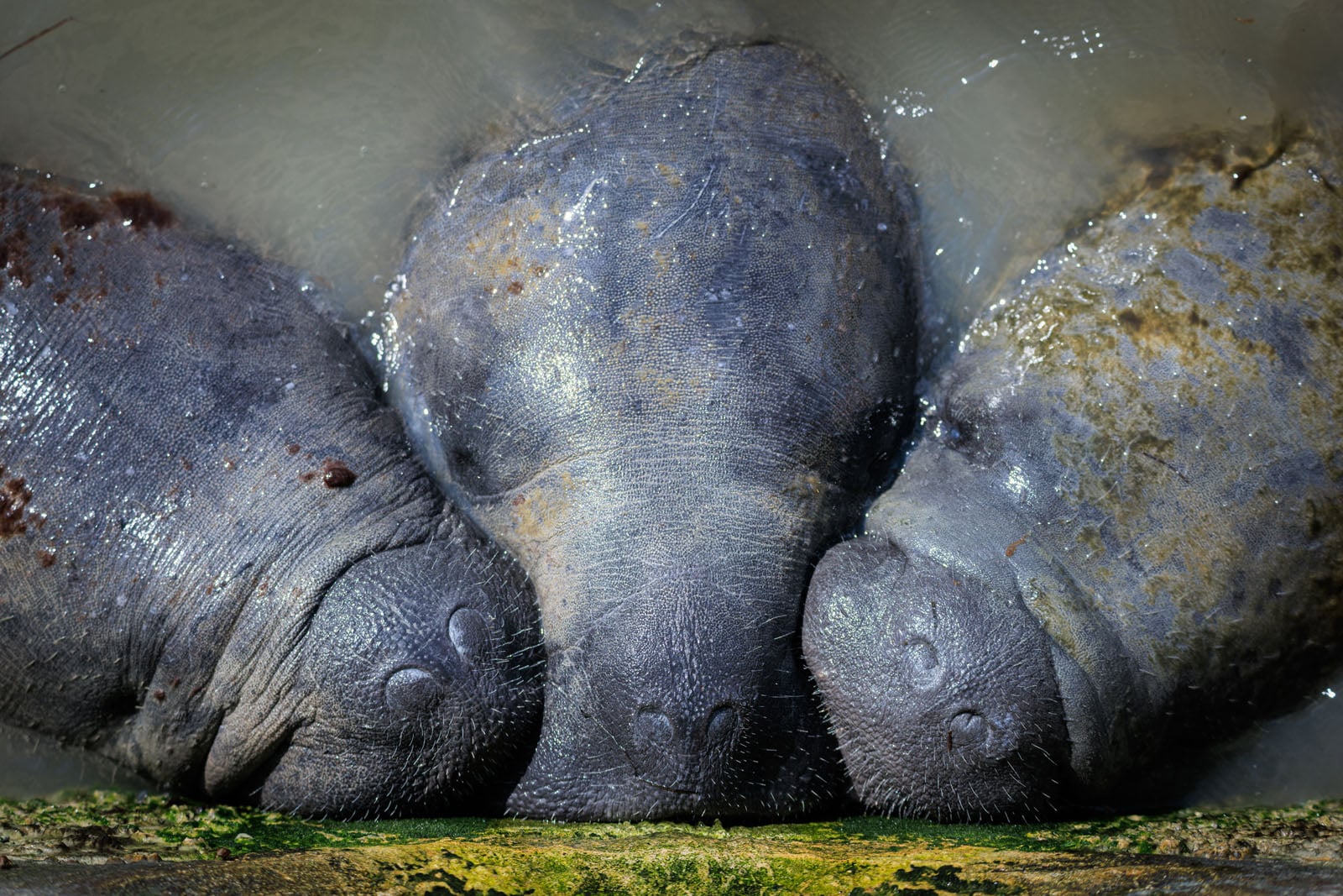 Three manatees rest side-by-side in shallow water, their snouts pressed against a mossy ledge.