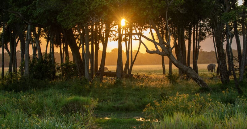 Sunlight filters through a dense forest canopy at sunset, illuminating a grassy field where an elephant stands in the distance.