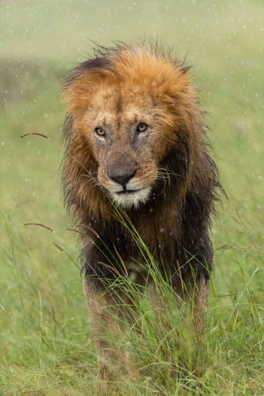 A male lion with a dark, thick mane stands in tall green grass during a light rain shower.
