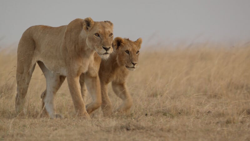 An adult lioness and a younger lion walk side-by-side through a dry, grassy savanna.