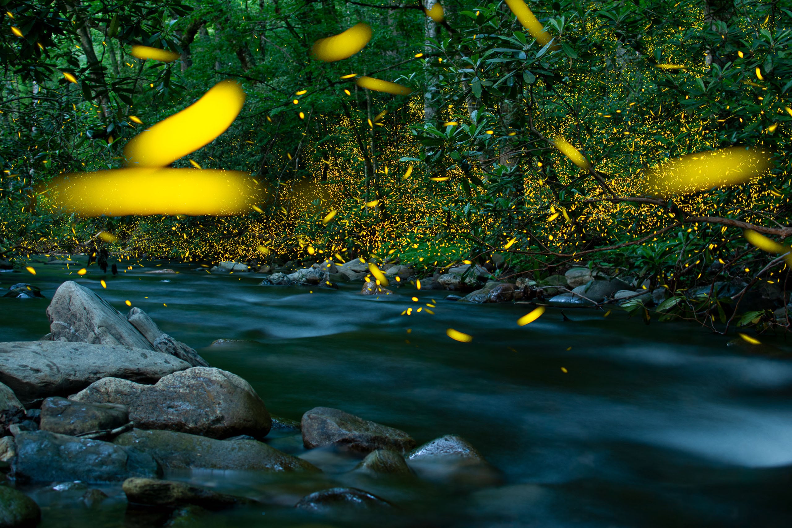 Fireflies glow with yellow light over a dark, flowing stream surrounded by dense forest foliage and rocks.