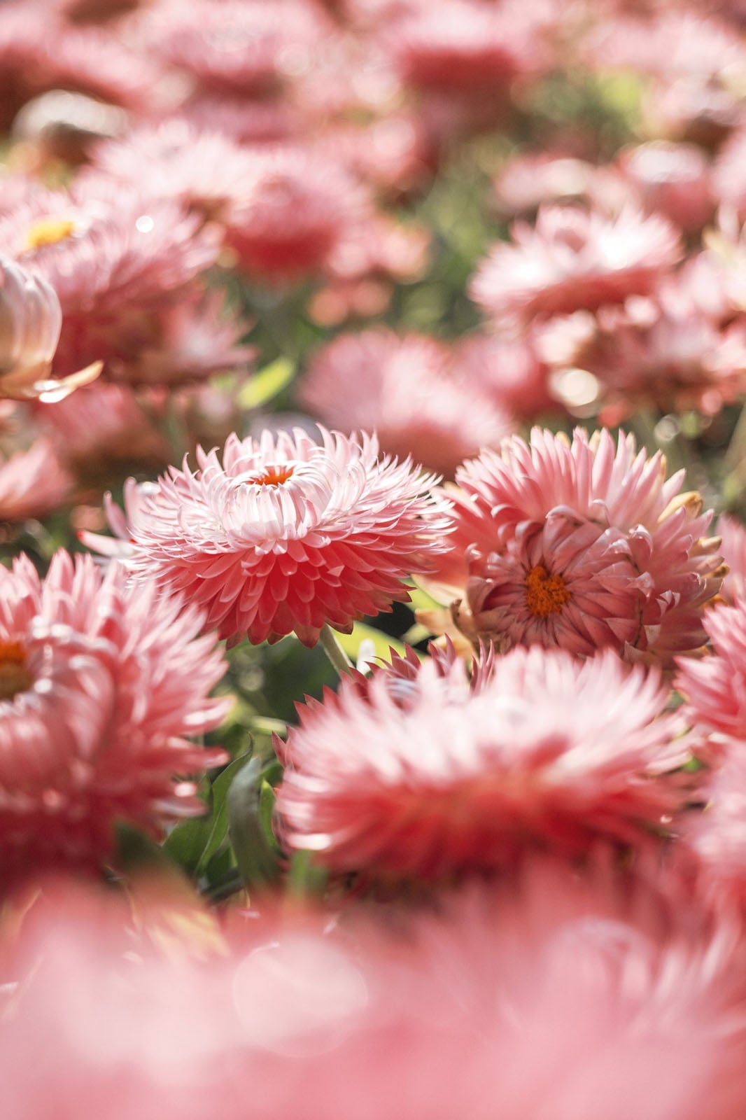 A close-up view of numerous pink strawflowers in full bloom, with some in sharp focus and others blurred in the foreground and background.