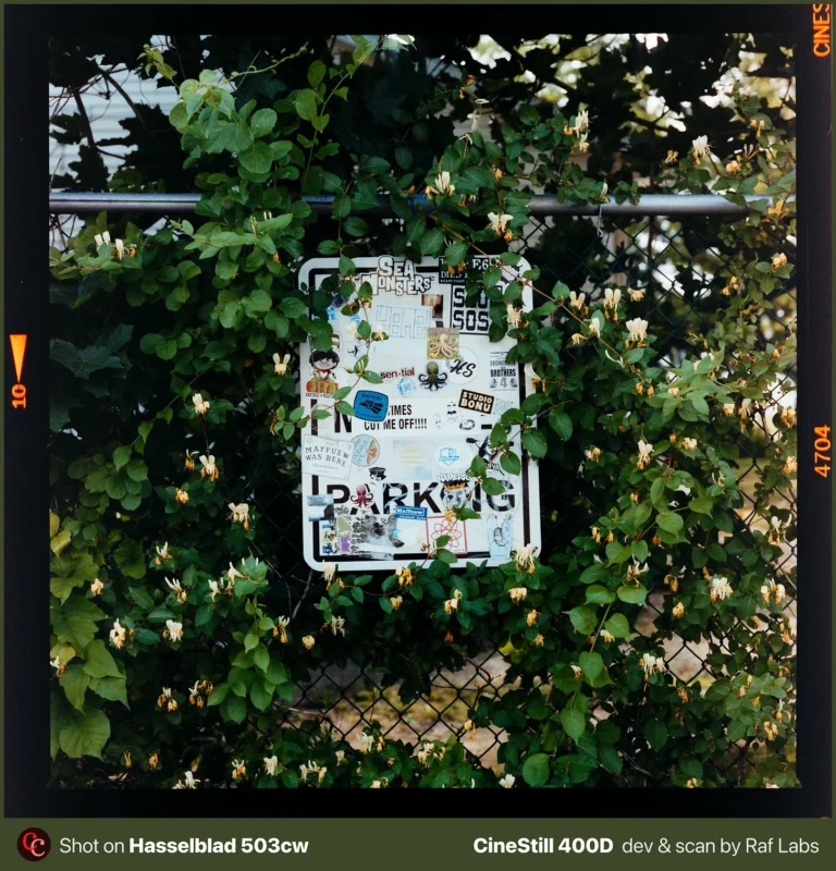 A metal parking sign covered in various stickers is partially obscured by a honeysuckle vine growing on a chain-link fence.