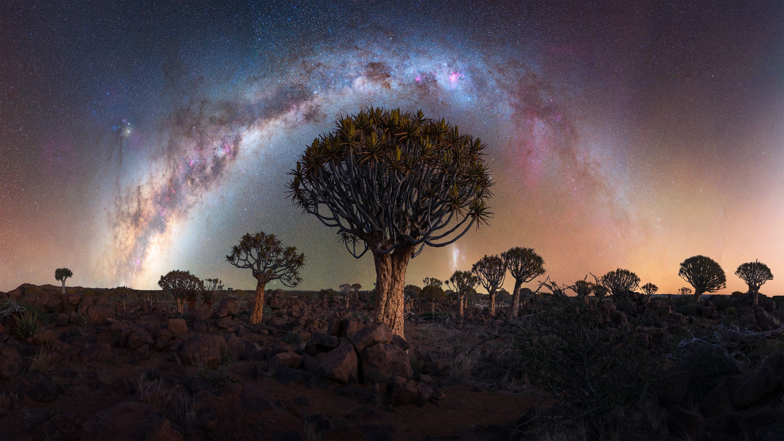A panoramic view of a rocky desert landscape featuring several quiver trees silhouetted against a vibrant, arched Milky Way.
