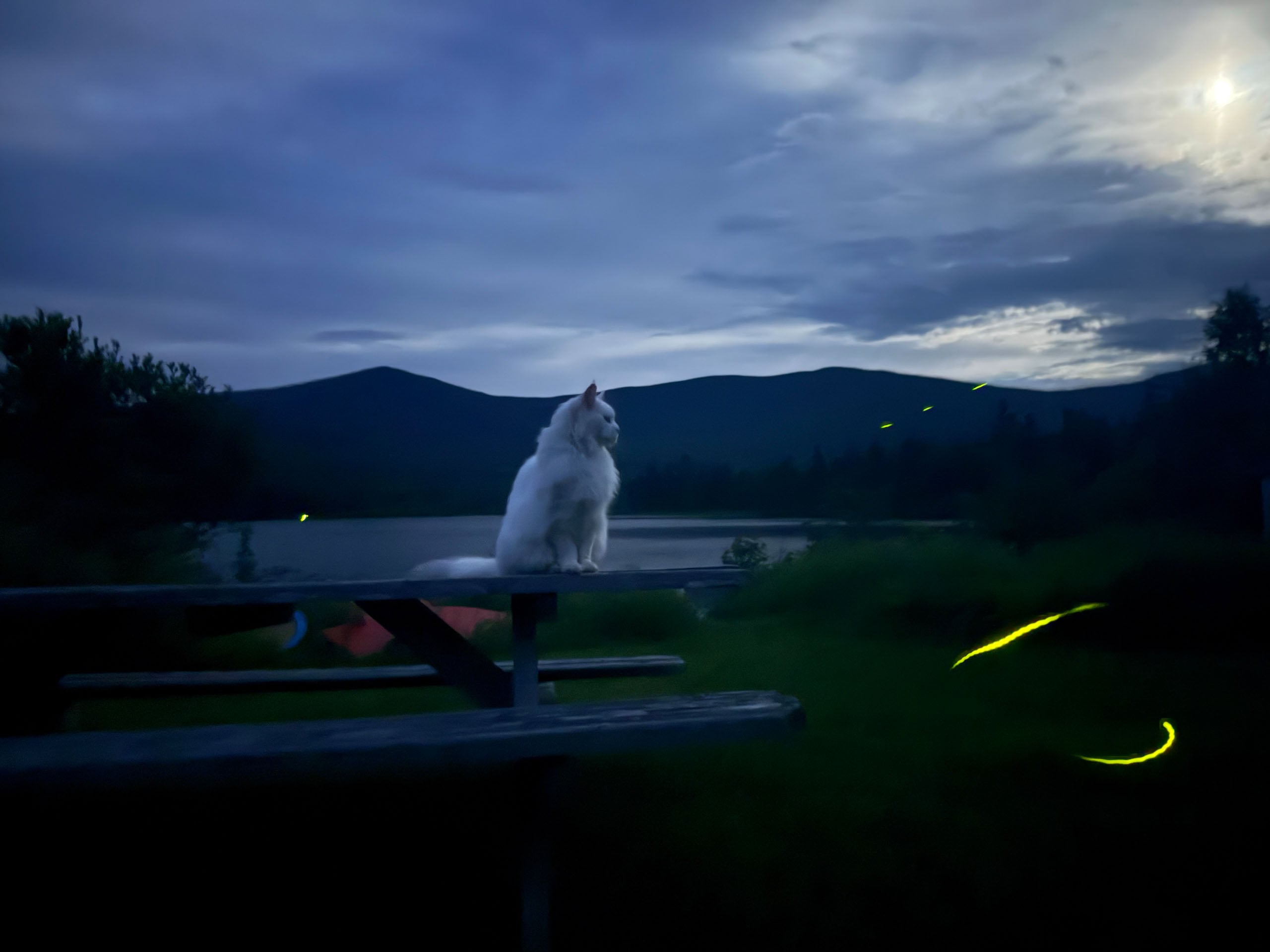 A fluffy white cat sits on a wooden picnic table at dusk, overlooking a dark lake and mountains with fireflies glowing nearby.