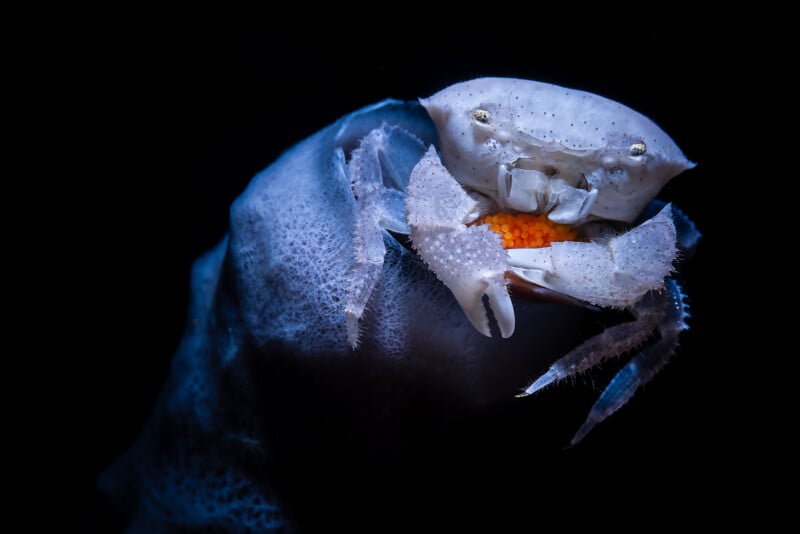 A pale, textured crab clings to a blue, porous sponge while holding a cluster of bright orange eggs beneath its body.