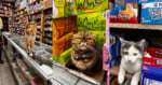 A three-panel collage shows three different cats in a store: an orange tabby walking on a glass display case, a brown tabby wearing a bow tie sitting in a LaCroix box, and a calico cat resting on a shelf next to snack boxes.