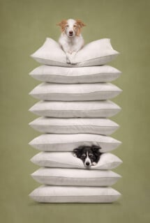A stack of ten white pillows against a green background, with a light-colored dog resting on top and a black and white dog peeking out from between the seventh and eighth pillows.