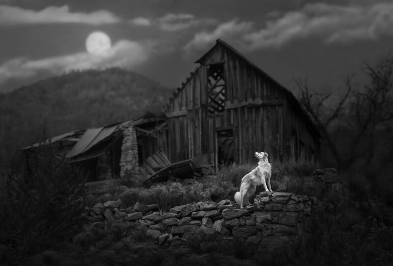 A light-colored dog stands on a stone wall in front of a dilapidated wooden barn under a full moon in a dark, moody landscape.