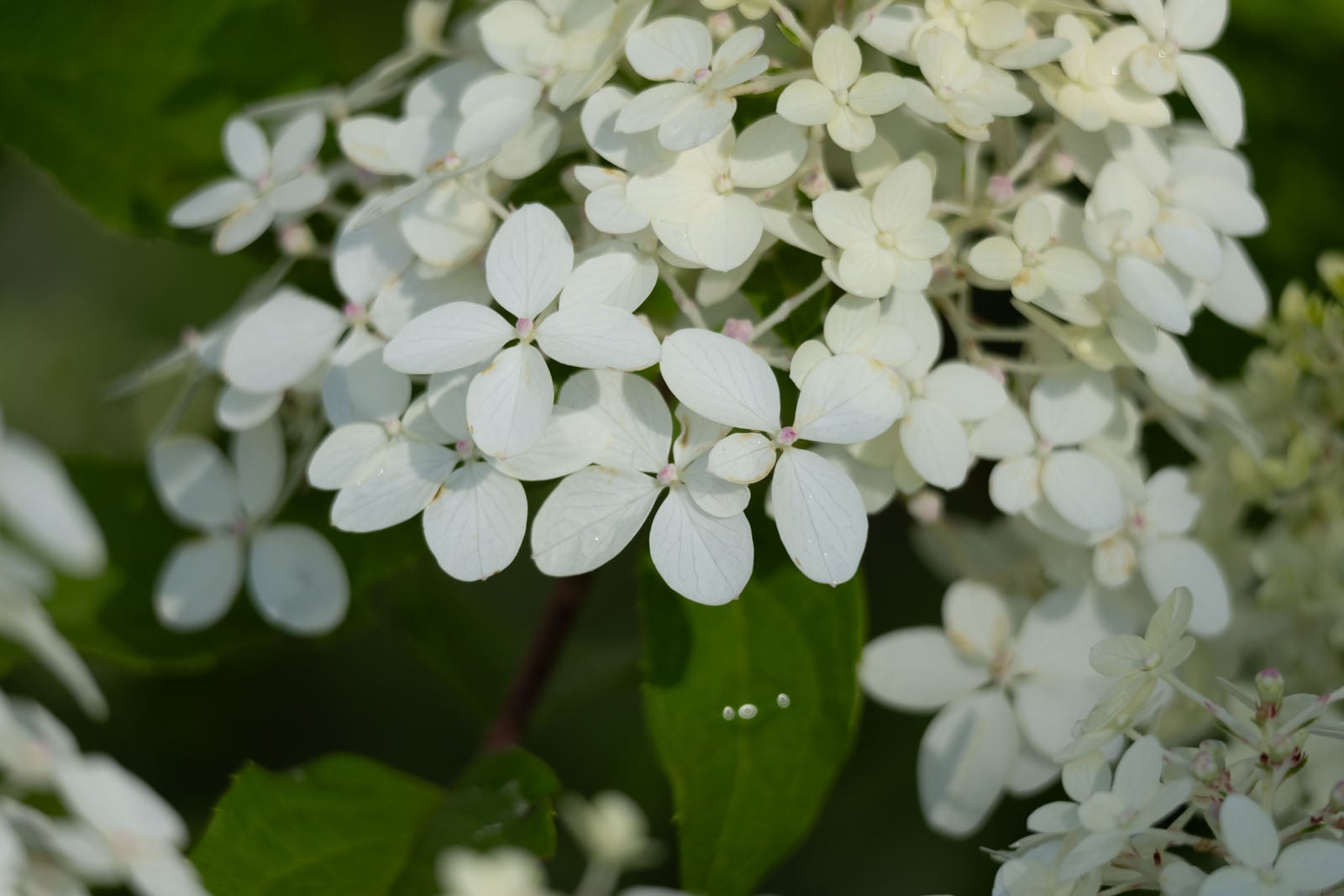 A close-up view of a cluster of white hydrangea flowers with green leaves in the background.