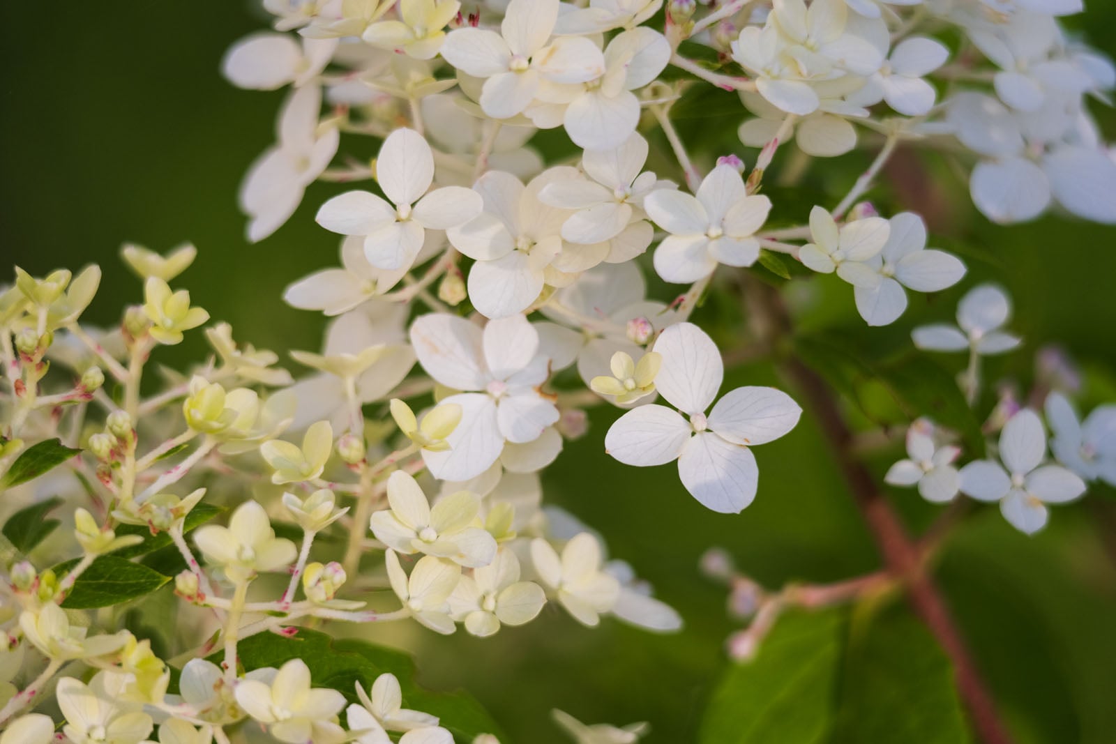 A cluster of white hydrangea flowers with four-petaled blooms and small buds against a blurred green background.