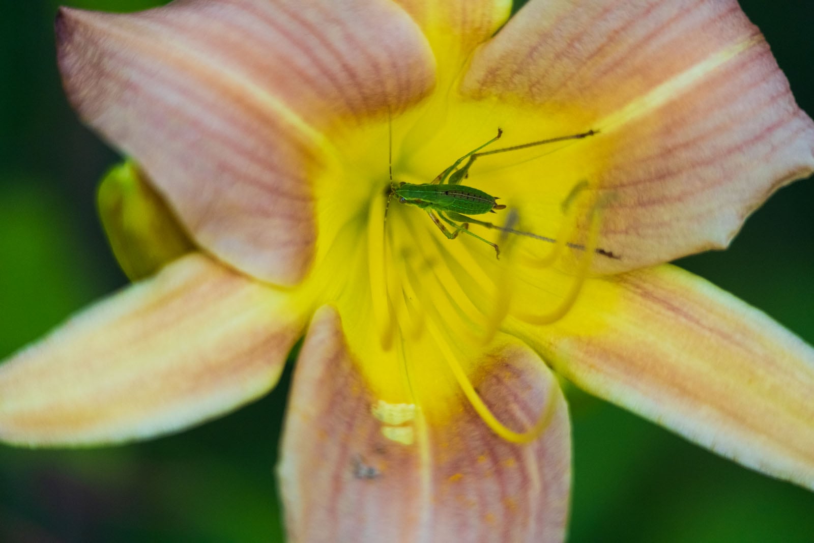 A small green grasshopper nymph rests inside the yellow and pink petals of a daylily.