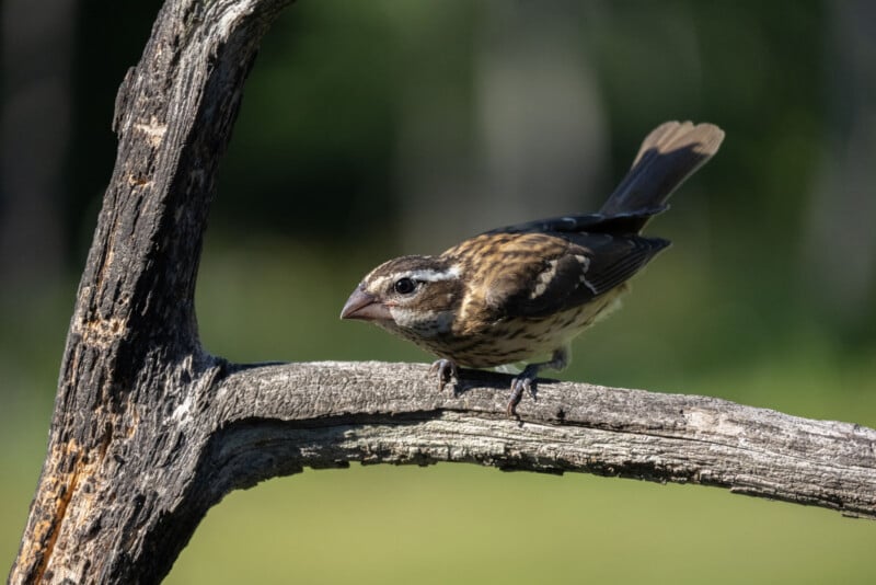 A brown and white streaked bird with a thick, pale beak perches on a weathered, gray tree branch against a blurred green background.