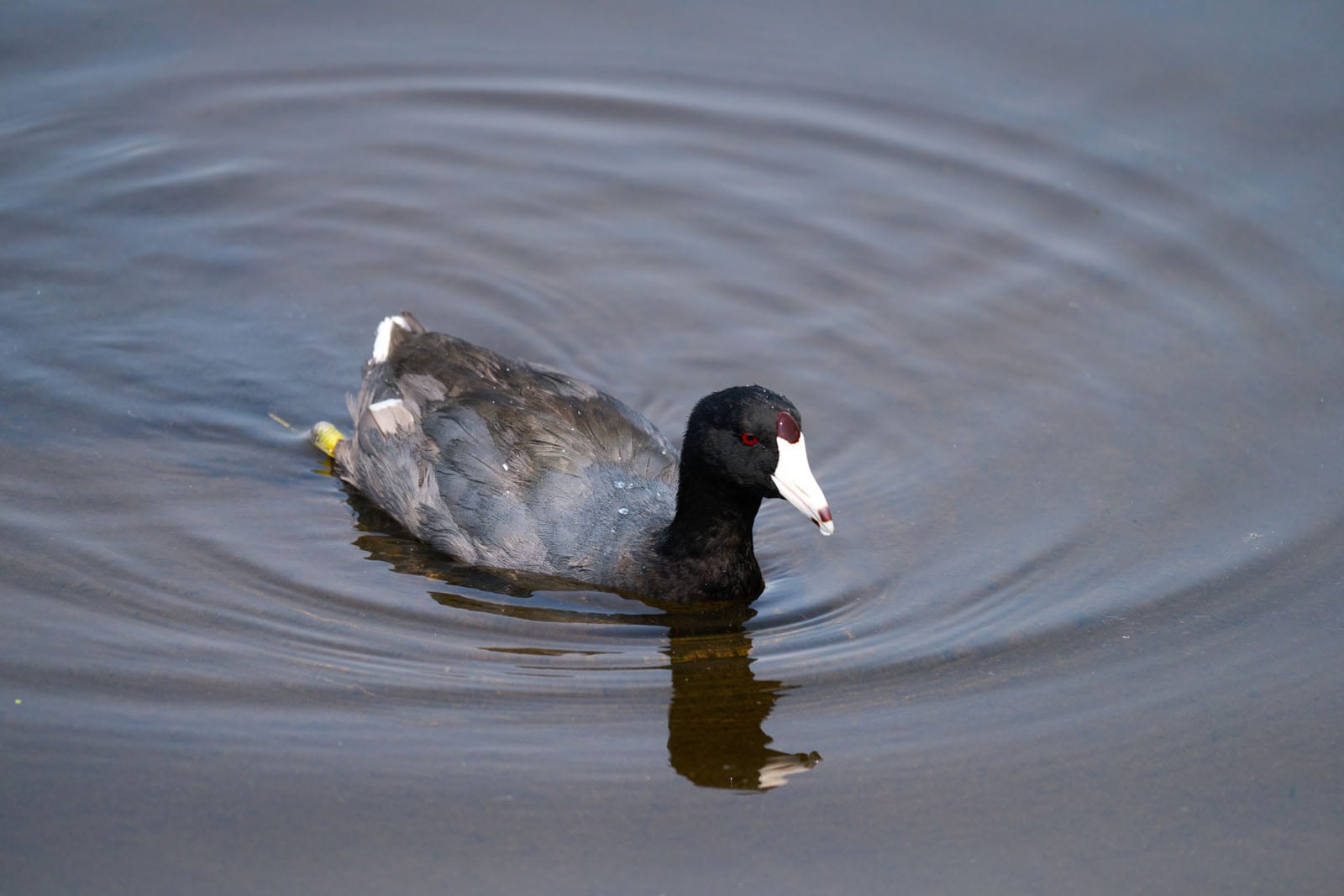 An American coot with a black head, white bill, and red eye swims in calm water, creating concentric ripples.