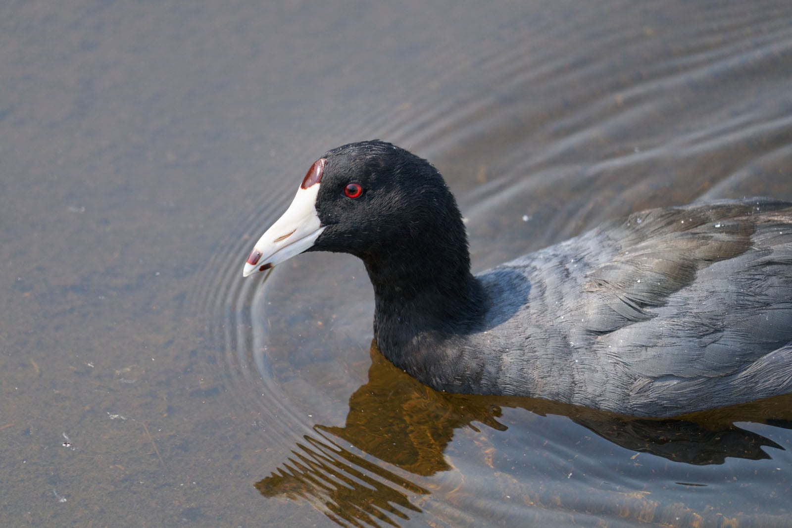 An American coot with a black head, bright red eye, and white bill swims in calm, clear water.