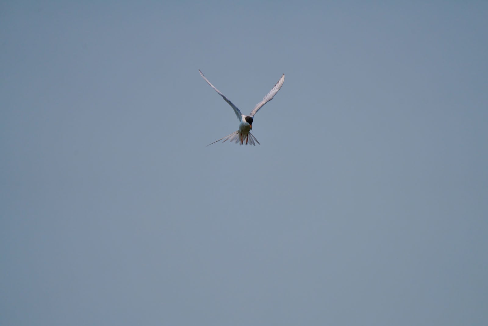 A common tern hovers in mid-air against a clear, light blue sky, wings spread wide and tail feathers fanned out.